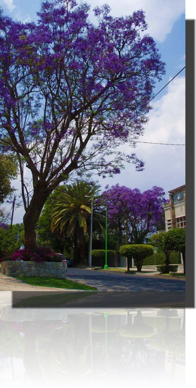 LomasdeChapultepec.Tv Arboles viejos en lomas de chapultepec