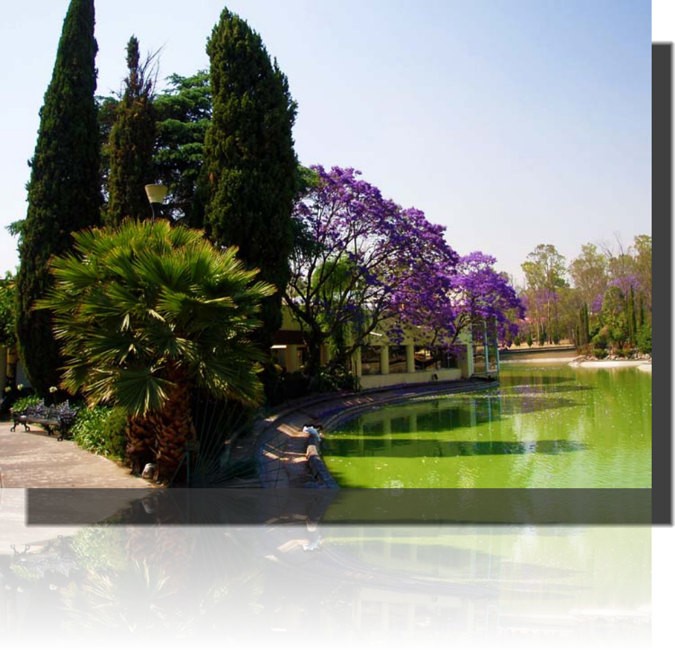 Chapultepec.Tv Arboles viejos en chapultepec