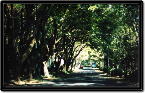 Parques en Lomas de Chapultepec