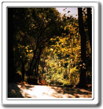 Lomas de Chapultepec