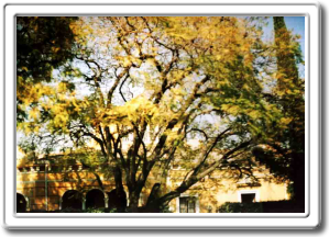 Mansion en Lomas de Chapultepec