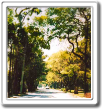 Calle en Lomas de Chapultepec