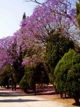 Lomas de Chapultepec Mexico Distrito Federal Colonia Lomas De Chapultepec Delegacion Miguel Hidalgo, codigo postal 11000 3