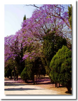 Lomas de Chapultepec Mexico Distrito Federal Colonia Lomas De Chapultepec Delegacion Miguel Hidalgo, codigo postal 11000 3