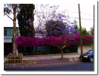 Lomas de Chapultepec Mexico Distrito Federal Colonia Lomas De Chapultepec Delegacion Miguel Hidalgo, codigo postal 11000 4